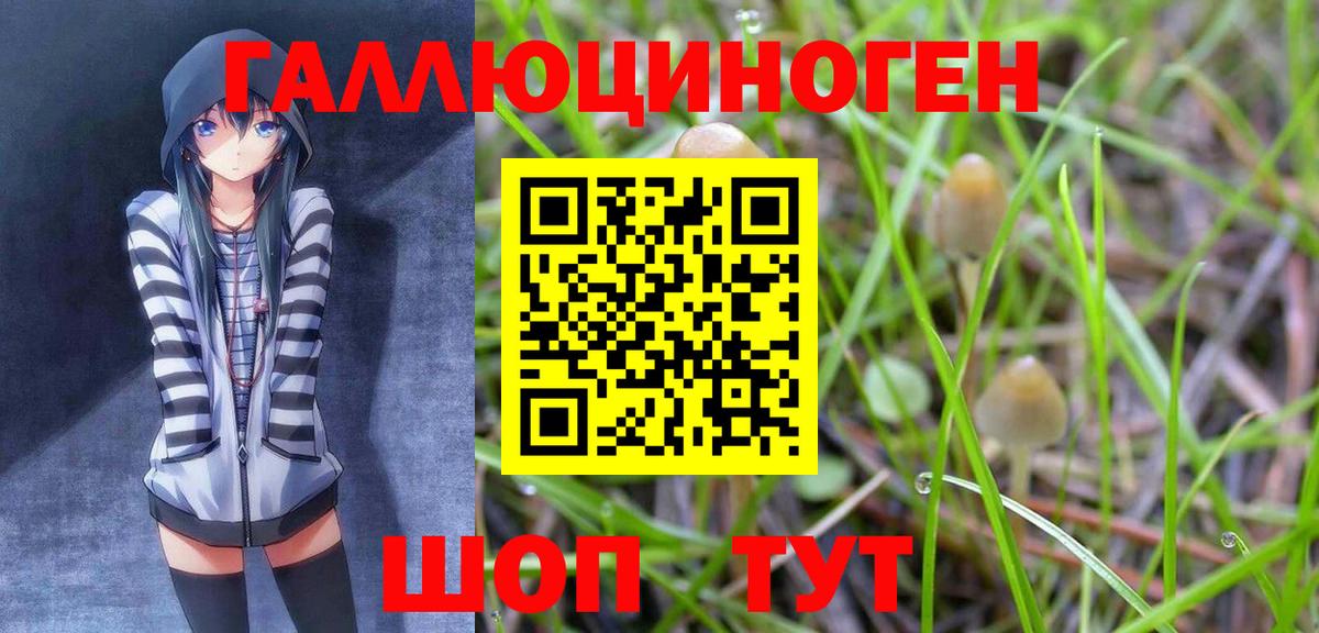 купить закладку  Вход с VPN  Северск  Псилоцибиновые грибы Psilocybe  Псилоцибиновые грибы Psilocybe 